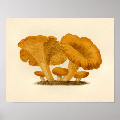 Vintage Mushrooms 1861 Art Print Yellow Fungus