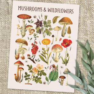Vintage Mushrooms and Wildflowers Chart Wall Art Postcard