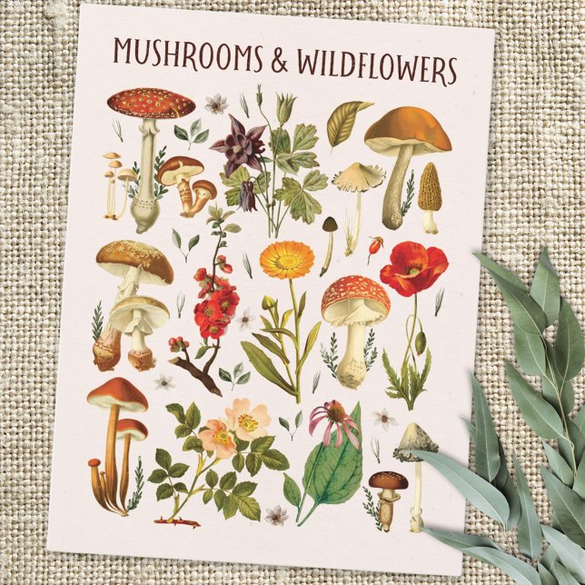 Vintage Mushrooms and Wildflowers Chart Wall Art Postcard (Close up )