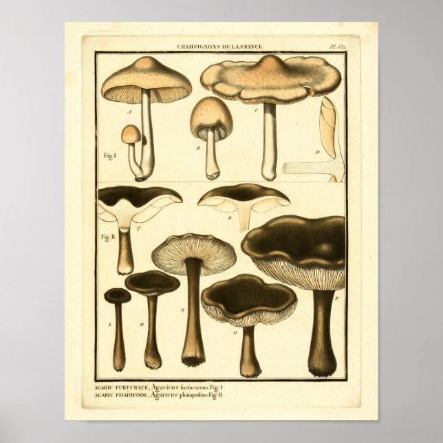 Vintage Mushrooms Brown Black French Art Print (Front)
