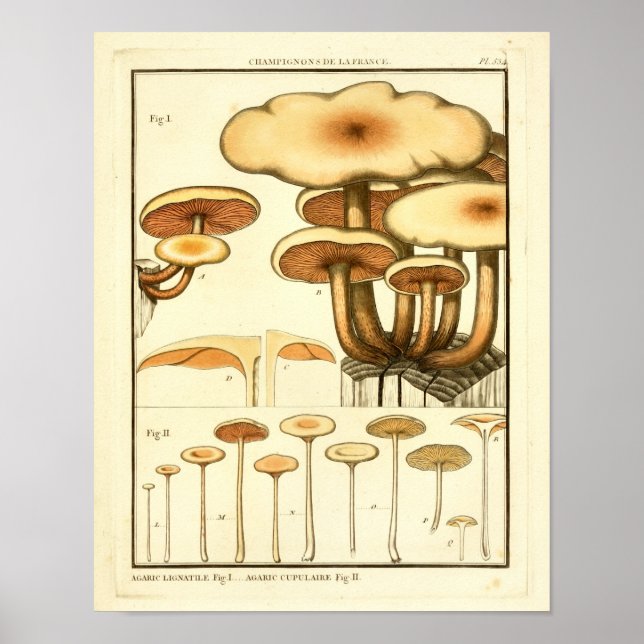 Vintage Mushrooms Brown Cap French Art Print (Front)