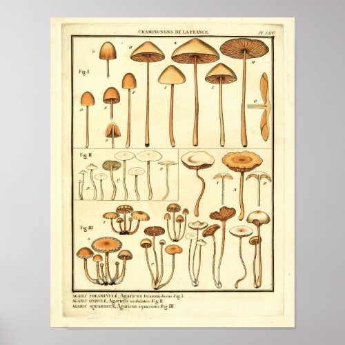 Vintage Mushrooms Brown Cap French Art Print