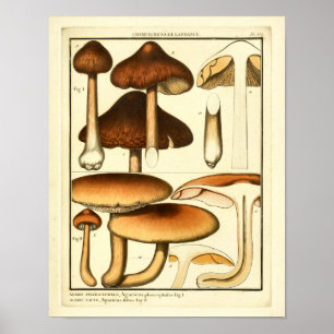 Vintage Mushrooms Brown Cap French Art Print