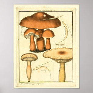 Vintage Mushrooms Brown Cap French Art Print