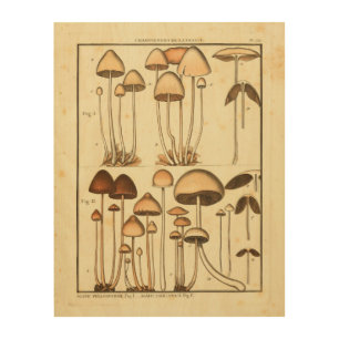 Vintage Mushrooms Brown Cap French Art Print