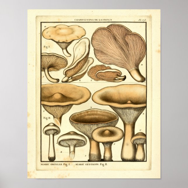 Vintage Mushrooms Brown Cap French Art Print (Front)