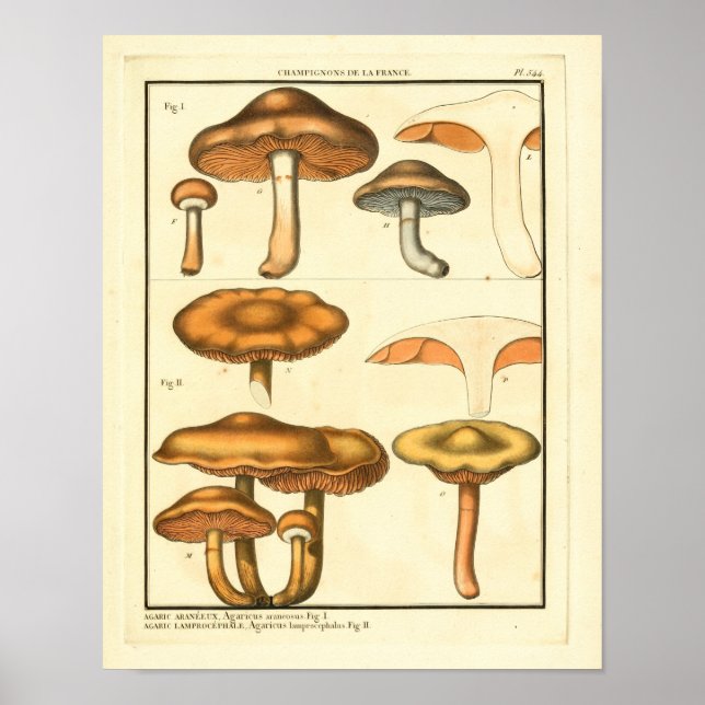 Vintage Mushrooms Brown Fungus French Art Print (Front)