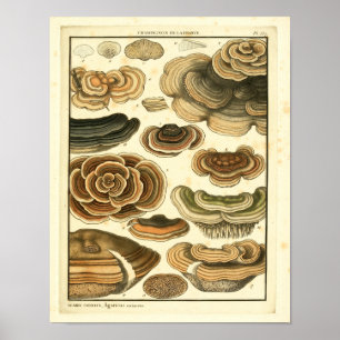 Vintage Mushrooms Brown Fungus French Art Print