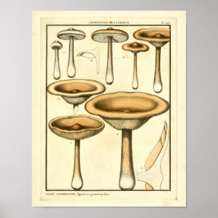 Vintage Mushrooms Brown Fungus French Art Print