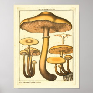 Vintage Mushrooms Brown Fungus French Art Print