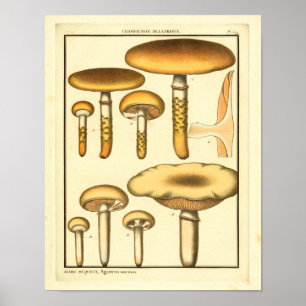 Vintage Mushrooms Brown Fungus French Art Print