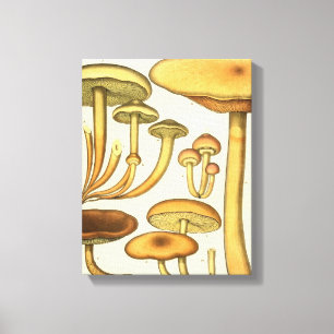 Vintage Mushrooms Brown Green French Art Print