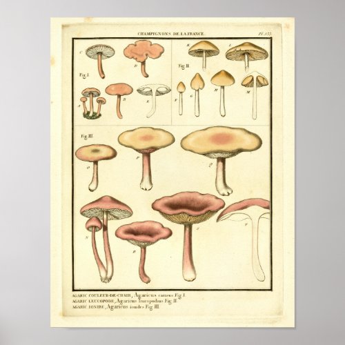 Vintage Mushrooms Brown Pink French Art Print