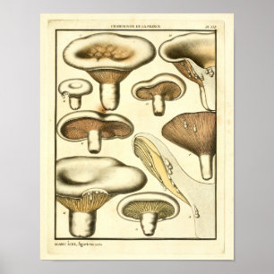 Vintage Mushrooms Brown White French Art Print
