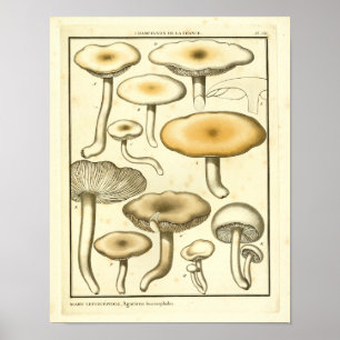 Vintage Mushrooms Brown White French Art Print