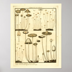 Vintage Mushrooms Brown White French Art Print