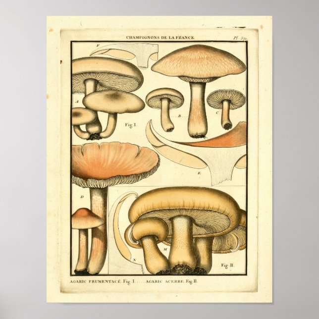 Vintage Mushrooms Brown Yellow French Art Print (Front)