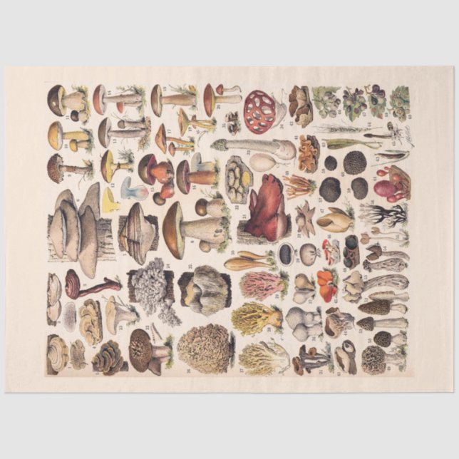 Vintage Mushrooms By Adolphe Millot Tissue Paper (Front)