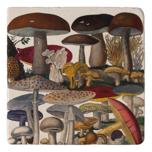 Vintage mushrooms illustration trivet