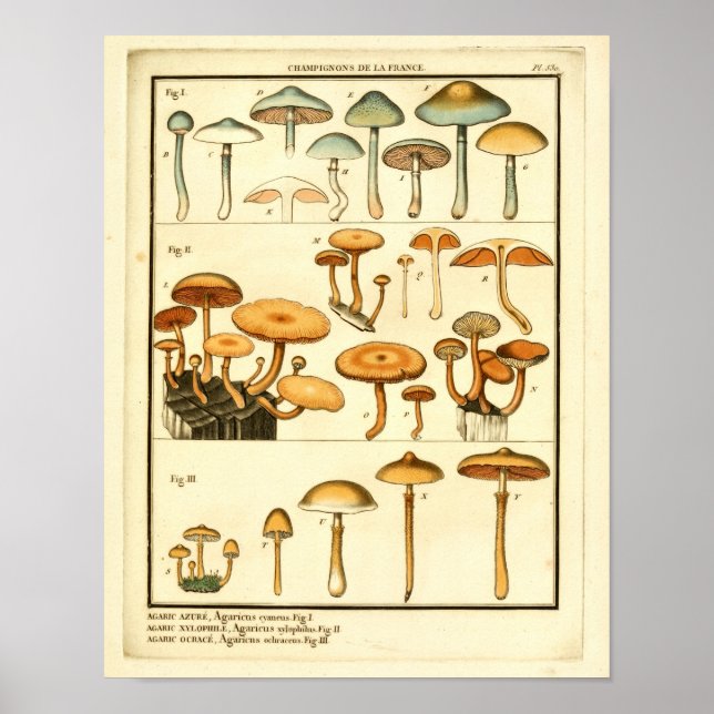 Vintage Mushrooms Orange Blue French Art Print (Front)