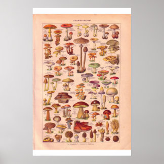 Vintage mushrooms poster 1920