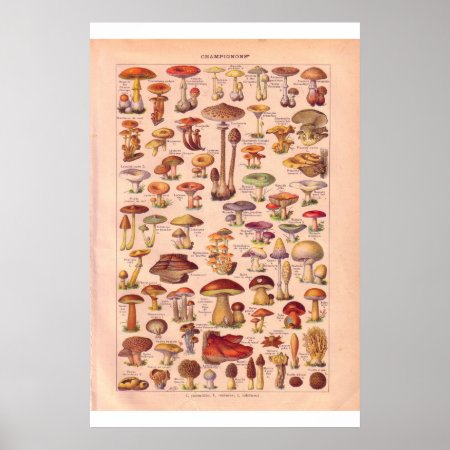 Vintage Mushrooms Poster 1920