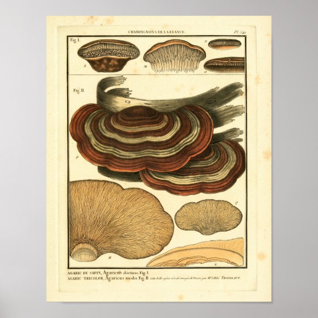 Vintage Mushrooms Striped Fungus French Art Print (Front)
