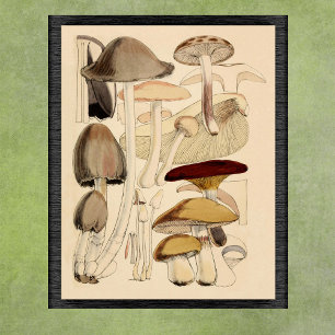 Vintage Mushrooms Types Botanical Chart
