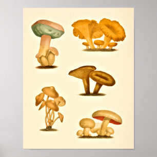Vintage Mushrooms Varieties Art Print Red Green