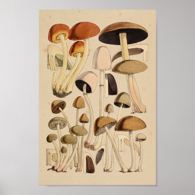 Vintage Mushrooms Varieties Green Brown Art Print (Front)