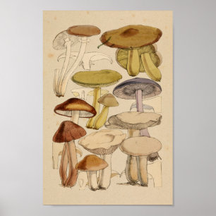 Vintage Mushrooms Varieties Green Purple Art Print