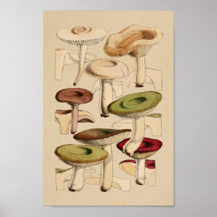 Vintage Mushrooms Varieties Green Red Art Print