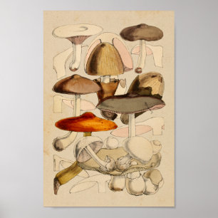 Vintage Mushrooms Varieties Red Brown Art Print
