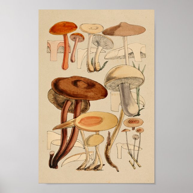 Vintage Mushrooms Varieties Red Brown Art Print (Front)