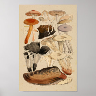 Vintage Mushrooms Varieties Red Brown Art Print