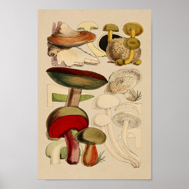 Vintage Mushrooms Varieties Red Green Art Print (Front)