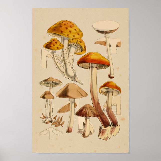 Vintage Mushrooms Varieties Red Orange Art Print (Front)