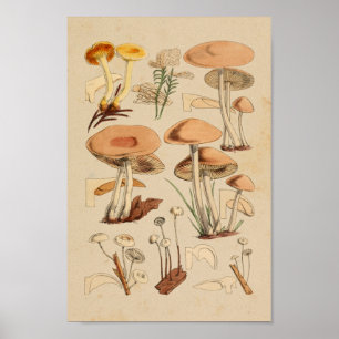 Vintage Mushrooms Varieties Yellow Brown Art Print