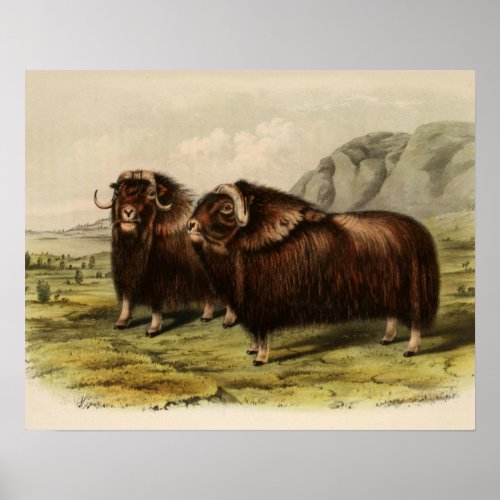 Vintage Muskoxen Poster