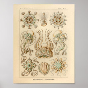 Vintage Narcomedusae Color Ernst Haeckel Print