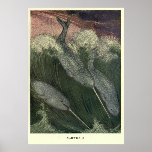 Vintage Narwhal Painting 1909 Poster