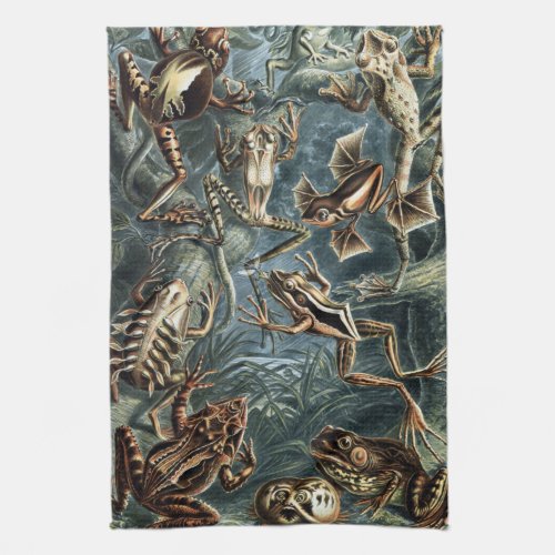 Vintage Naturalist Ernst Haeckel Frogs and Toads P Kitchen Towel