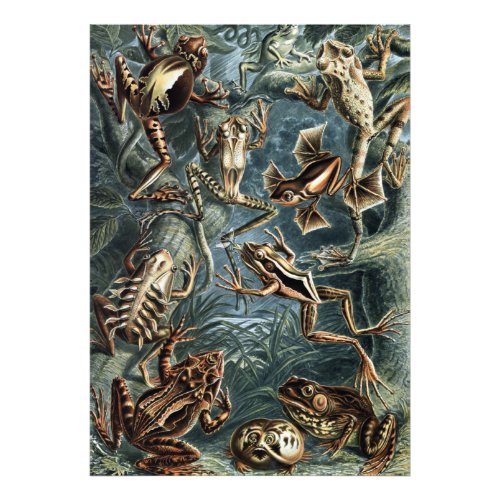 Vintage Naturalist Ernst Haeckel Frogs and Toads P Photo Print