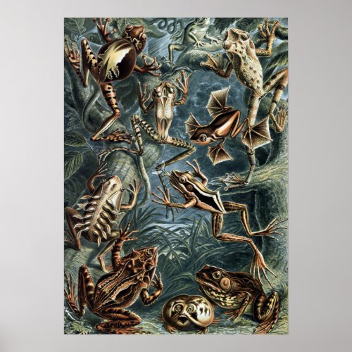 Vintage Naturalist Ernst Haeckel Frogs and Toads Poster