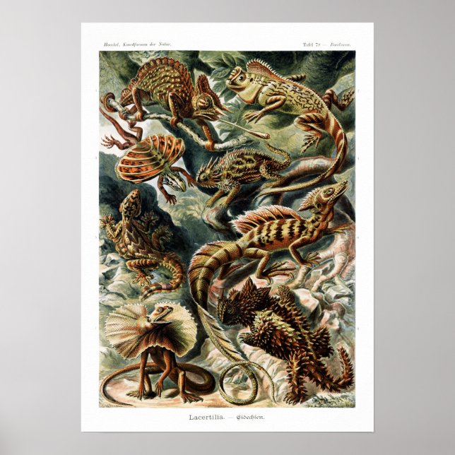 Vintage Naturalist Ernst Haeckel Lizards Chart (Front)