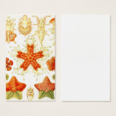 Vintage Naturalist Image of Starfish (Asteroidea) (Front & Back)