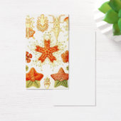 Vintage Naturalist Image of Starfish (Asteroidea) (Desk)