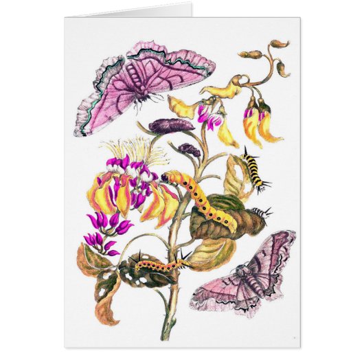 Vintage nature illustration flower butterfly plant (Front)