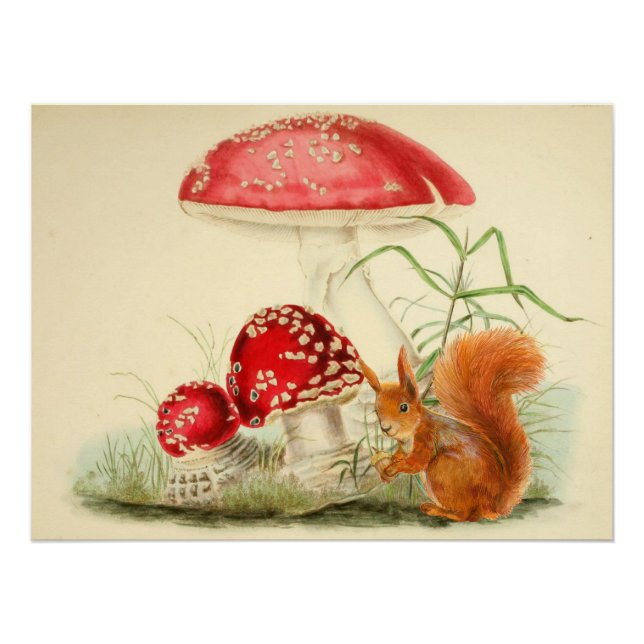 Vintage Nature Illustration - Squirrel, Mushrooms  Poster (Front)