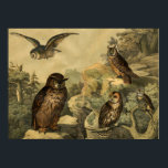 Vintage Nature's Wonders Owls in Forest Art Deco Poster<br><div class="desc">Image was from German Children’s Encyclopedia Bird Book Circa 1878. A perfect wall art home decor piece for Fall Season or owls lovers! This art piece would look great when framed in the home, office, bar, cafe, pub or restaurant! Please customize the poster size, texture, border and/or frame to suit...</div>